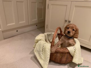 Cocker Spaniel dogs Cocker spaniel puppies - Advert 3