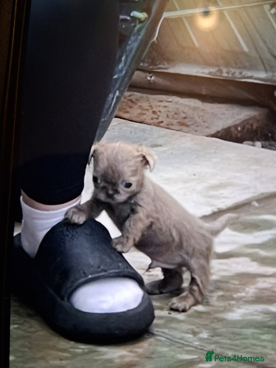 Shih Tzu dogs for sale: Imperial shishi shih tzu - Image 14