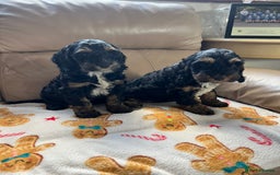 Cockapoo dogs for sale: F1 Cockapoo Black &Tan girl  - Image 8
