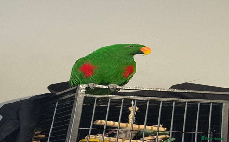 Parrots birds - Advert 1