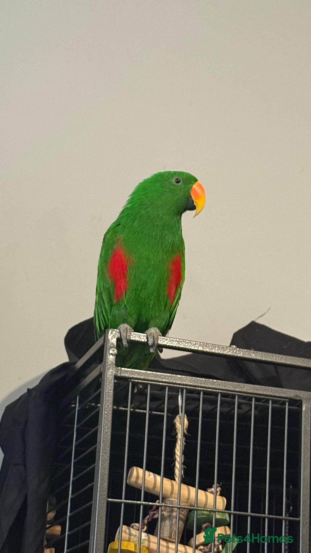 Parrots birds for sale: Male Eclectus parrot - Image 1