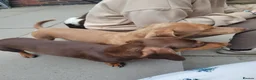Miniature Dachshund dogs for sale: Beautiful Minature Dachsund's for sale - Advert 18