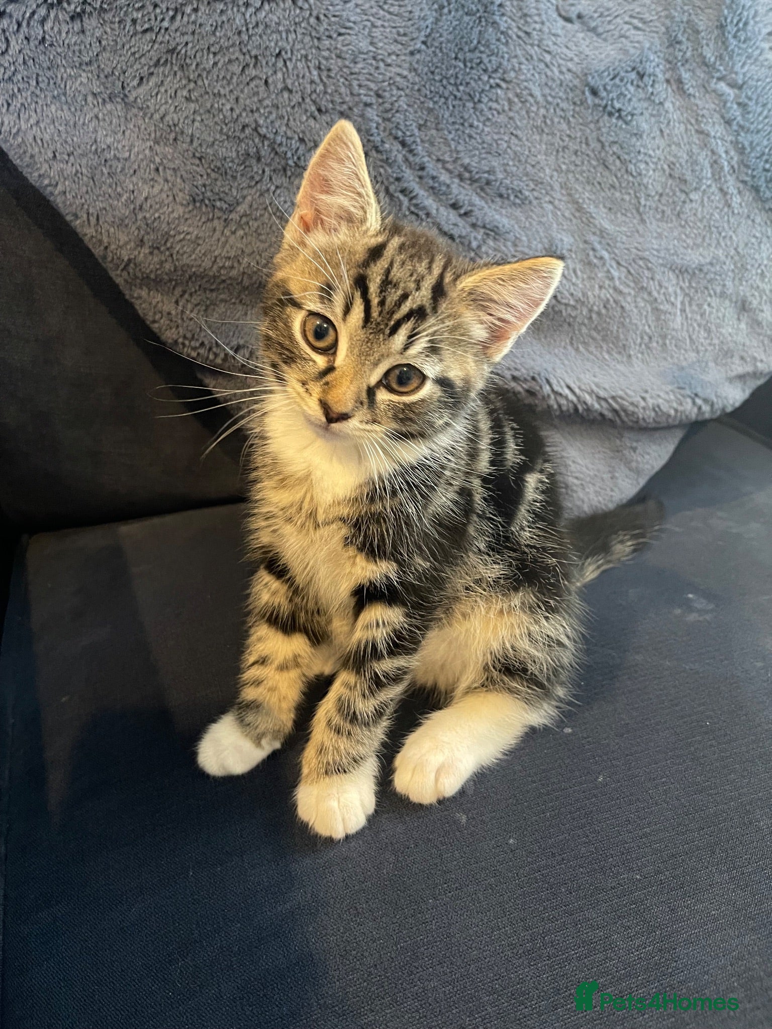 Mixed Breed cats Gorgeous Tabby Boy - Advert 1