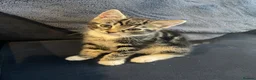 Mixed Breed cats for sale: Gorgeous Tabby Boy in Houghton le Spring - Advert 1