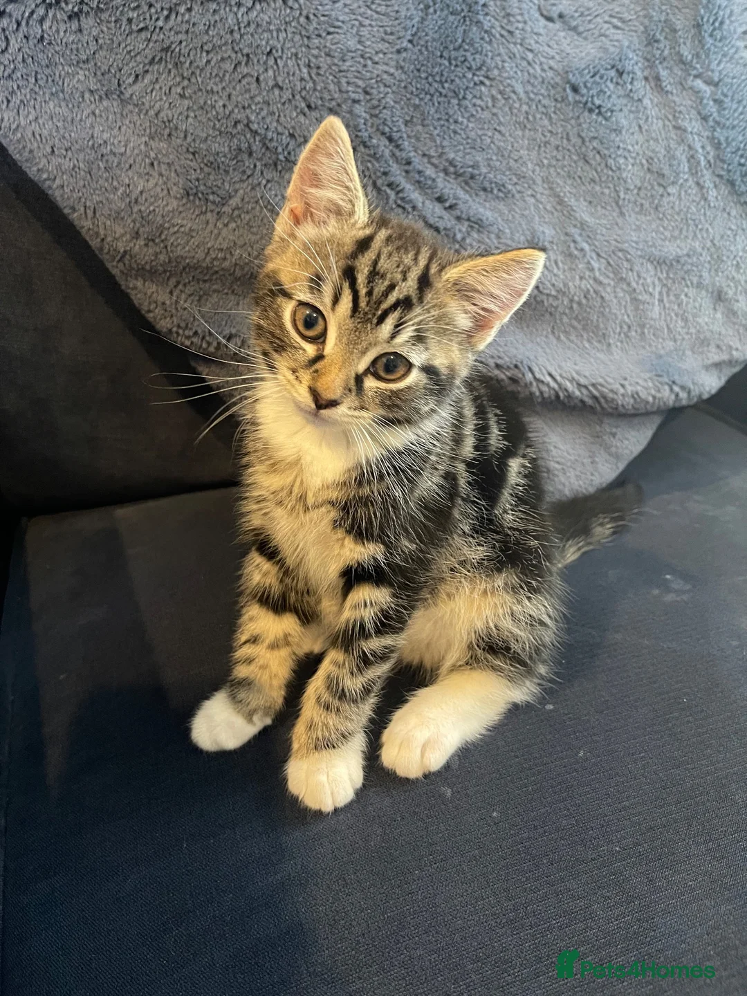 Mixed Breed cats for sale: Gorgeous Tabby Boy in Houghton le Spring - Advert 1