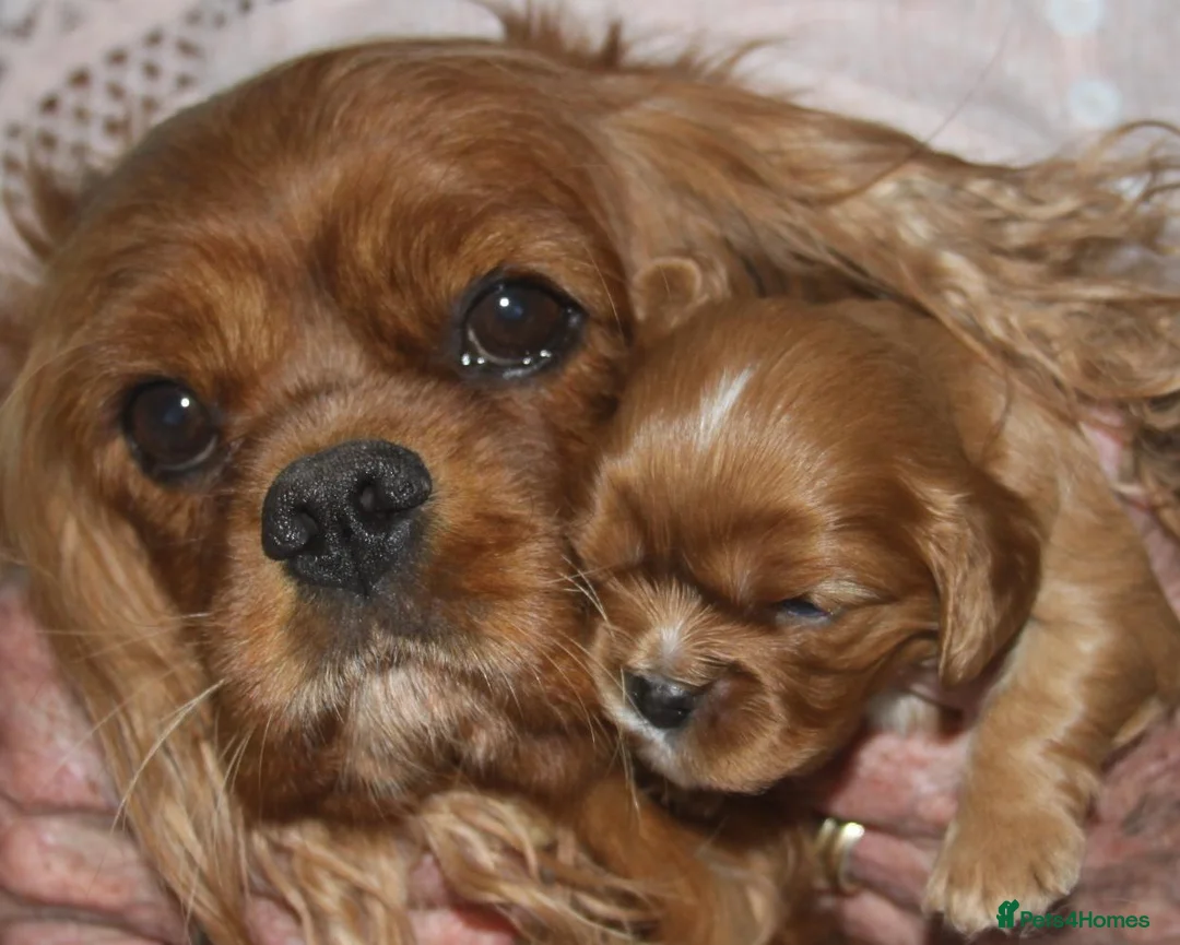 Cavalier King Charles Spaniel dogs for sale: Blenheim Boys - Advert 4