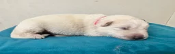 German Shepherd dogs for sale: EXCEPTIONAL WHITE GERMAN SHEPHERD PUPPIES FOR SALE - Advert 7