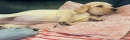 Labrador Retriever dogs for sale: Kc registered Labrador puppies - Advert 5