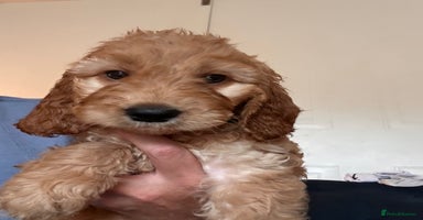 Irish Doodle dogs - Advert 4