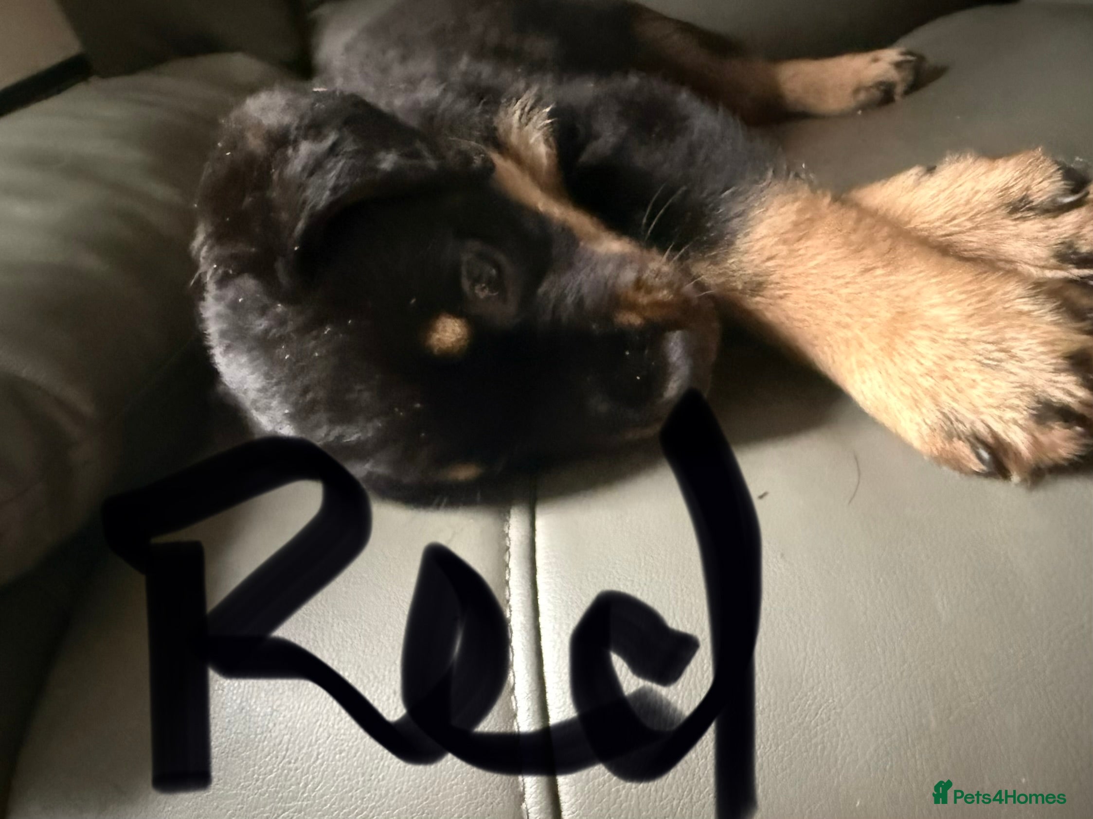 Rottweiler dogs Stunning pups 3 rare - Advert 2