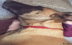 Belgian Shepherd Dog dogs for sale: Rehoming  - Image 8