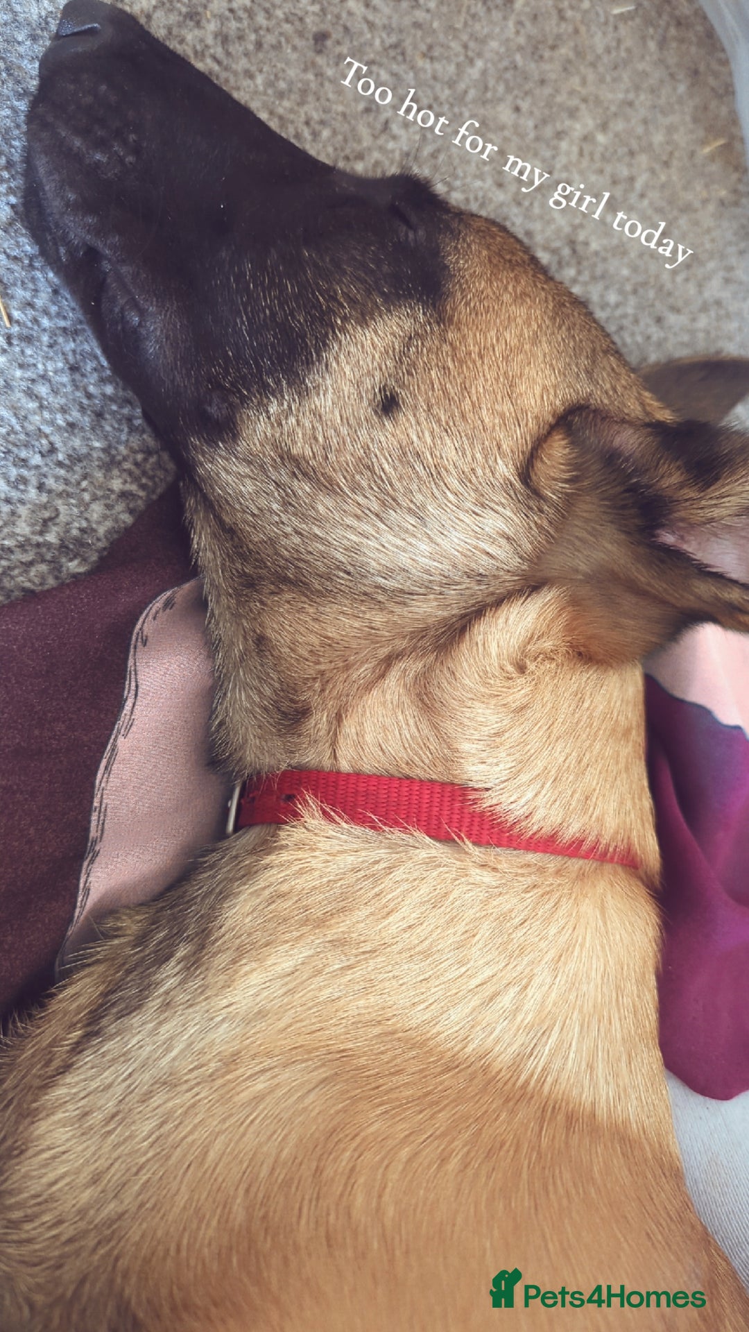 Belgian Shepherd Dog dogs for sale: Rehoming  - Image 8