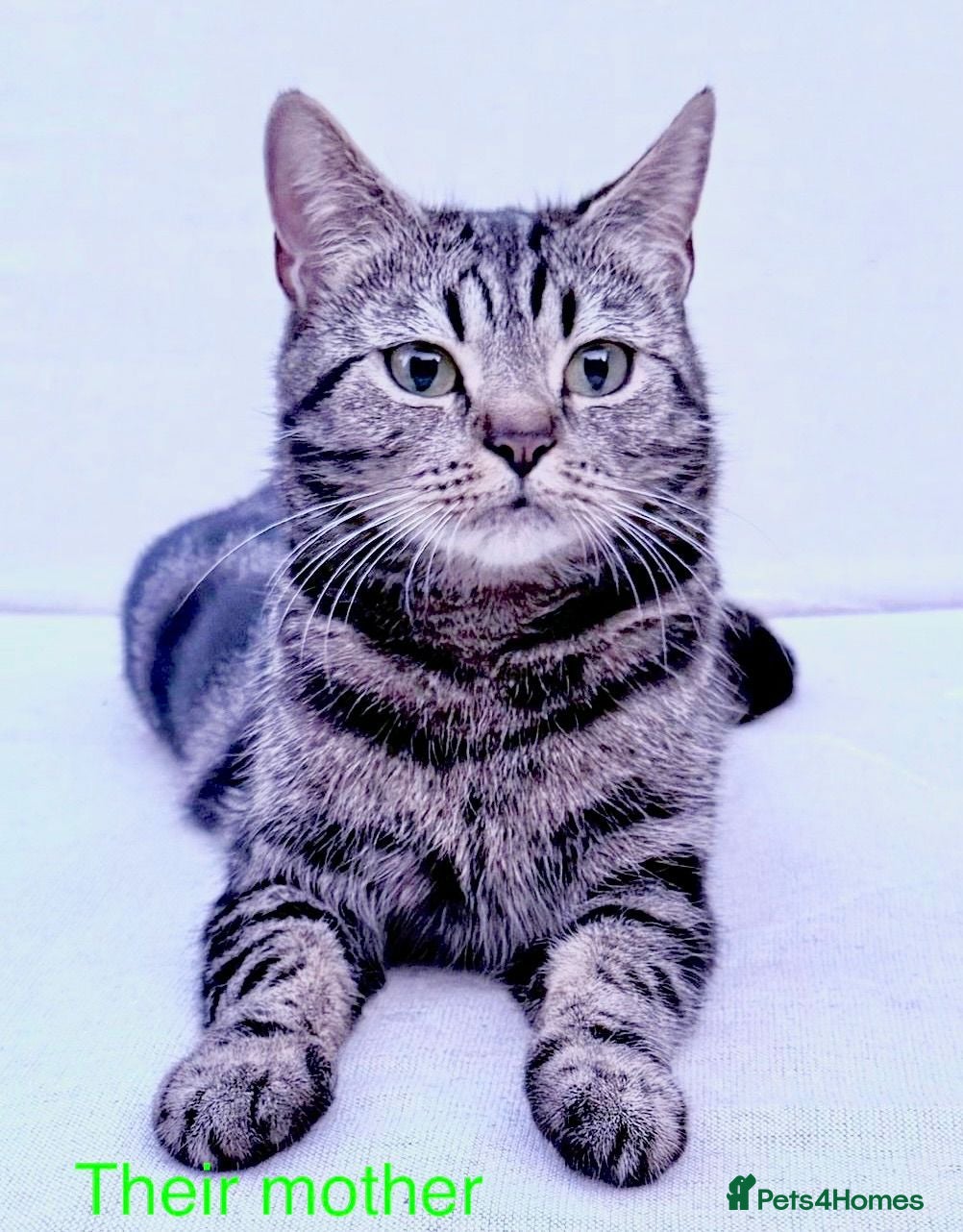 Mixed Breed cats Beautiful Kittens ready for their forever Homes - Advert 2