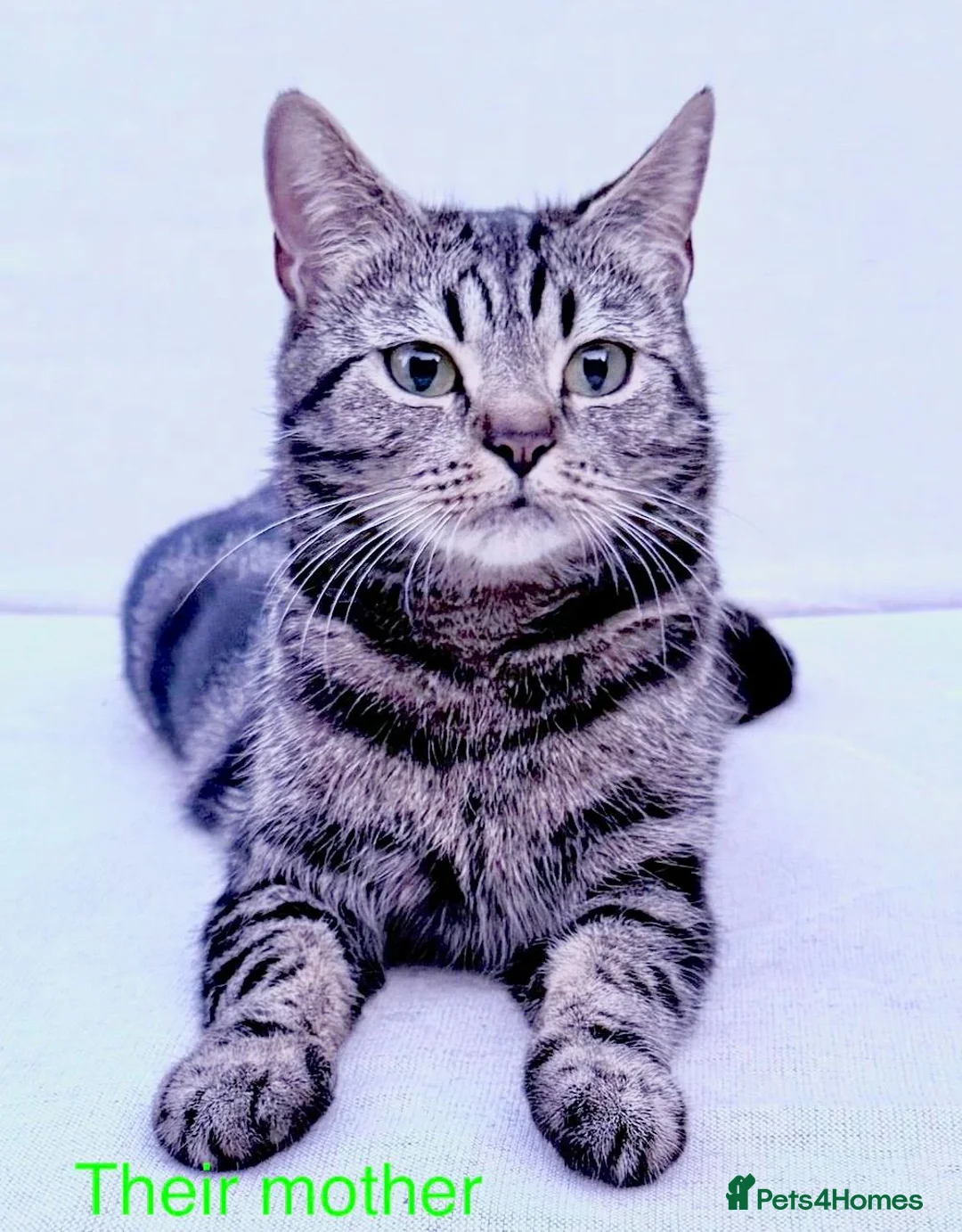 Mixed Breed cats for sale: Beautiful Kittens ready for their forever Homes - Advert 1