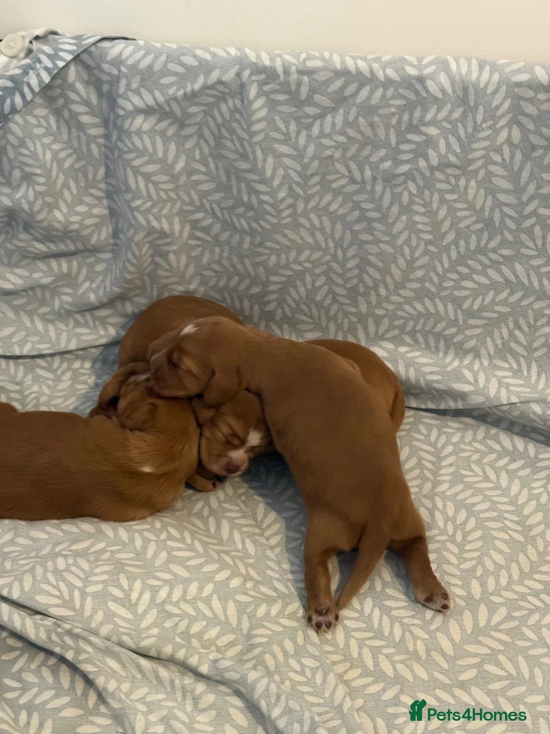 Cocker Spaniel dogs for sale: Golden cocker spaniel puppies - Advert 10