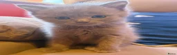 Mixed Breed cats for sale: Ragdoll x grey tabby  - Advert 9