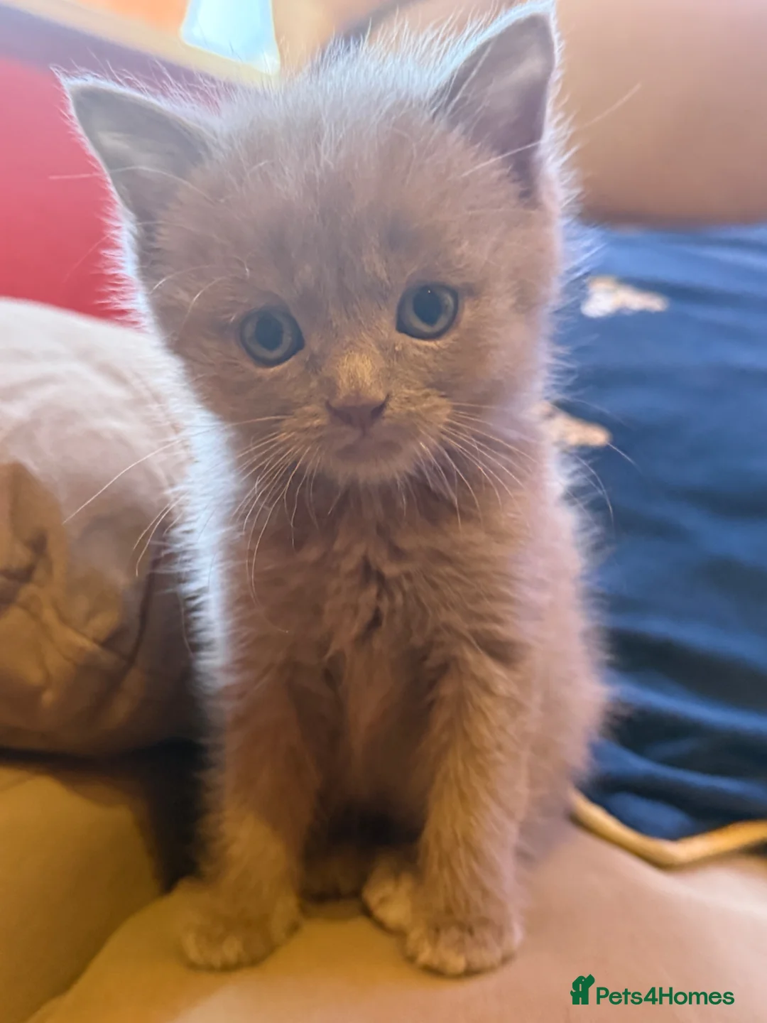 Mixed Breed cats for sale: Ragdoll x grey tabby  - Advert 9