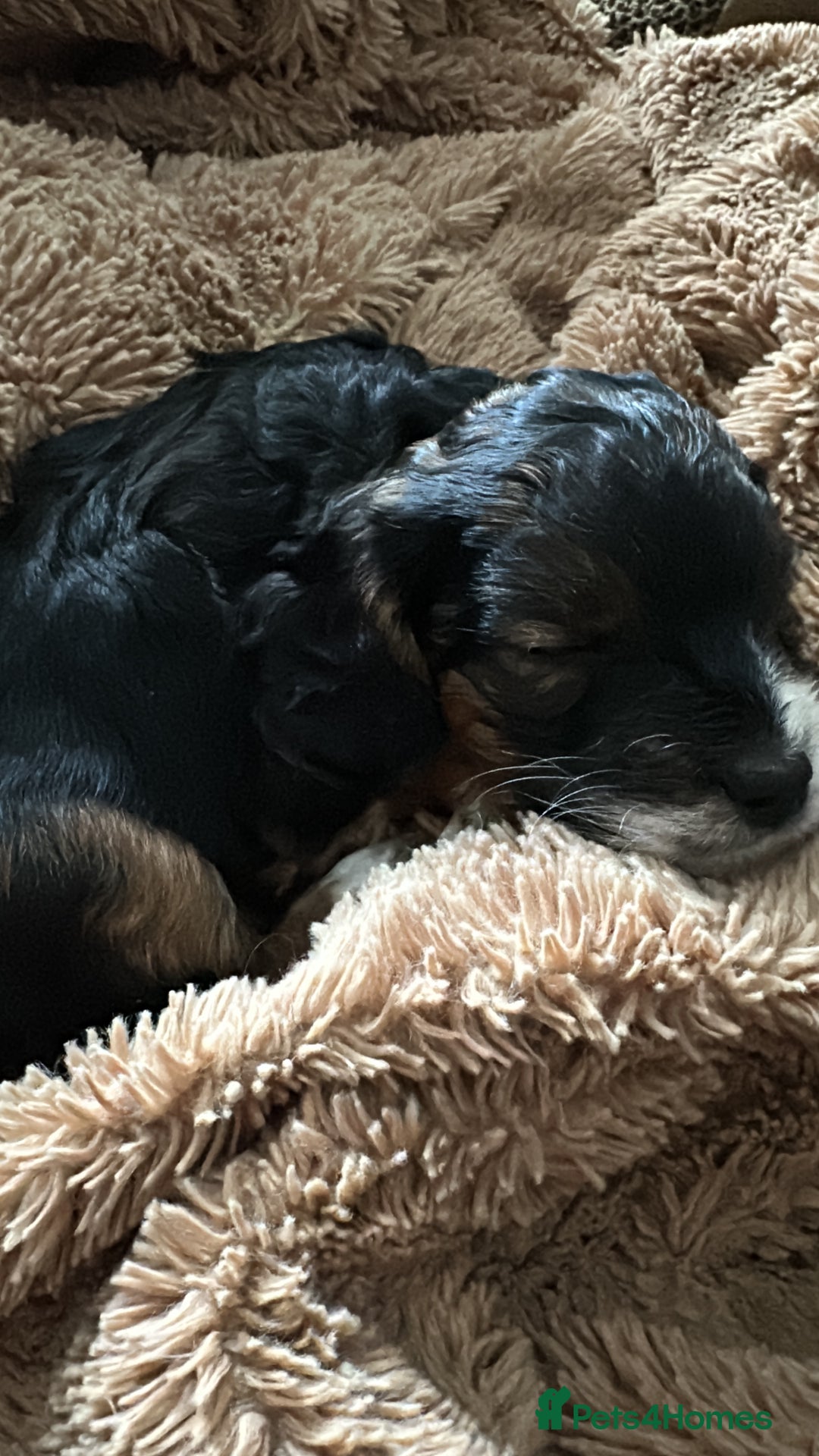 Cockapoo dogs for sale: Cockapoo puppies - Advert 2