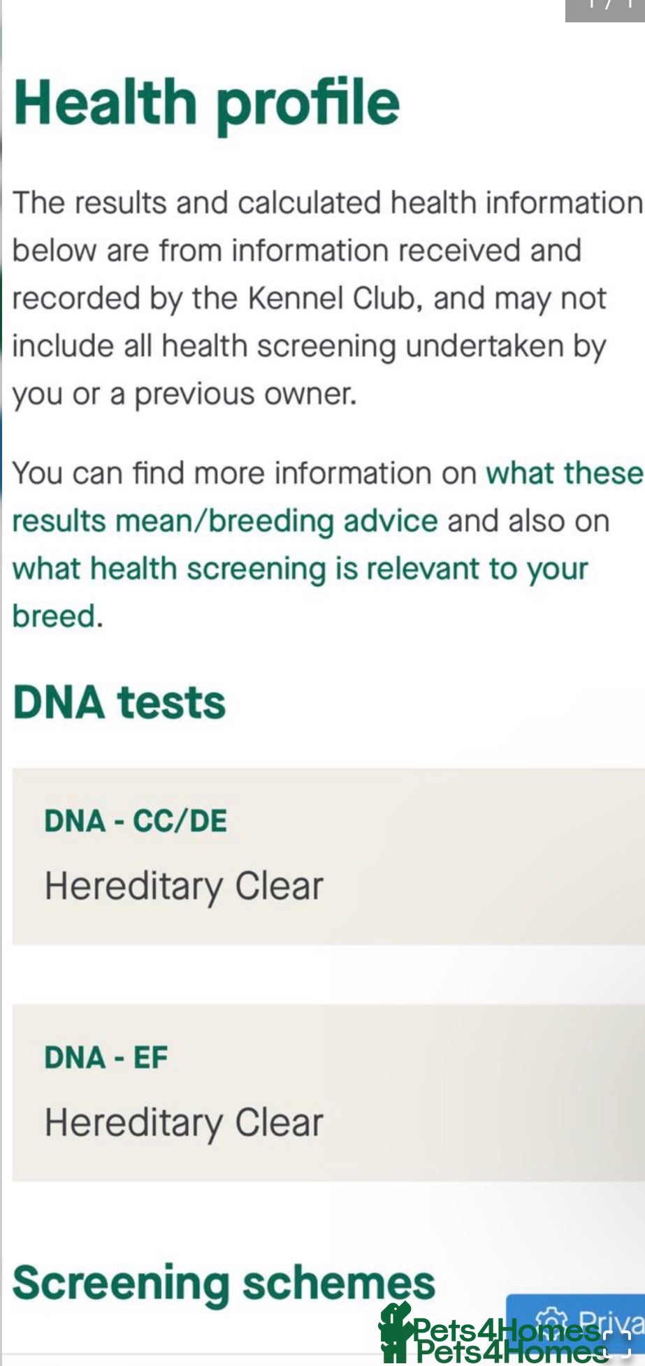 Cavalier King Charles Spaniel dogs Beautiful King Charles spaniels boys - Advert 2