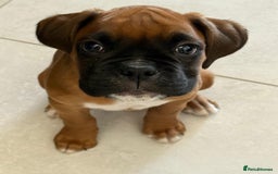 Boxer dogs for sale: 27 Champion bloodline boxers due 14th October  - Image 29