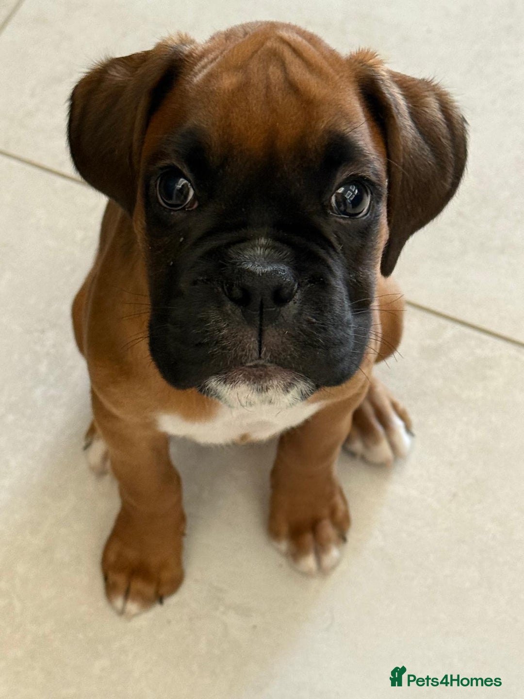 Boxer dogs for sale: 27 Champion bloodline boxers due 14th October  - Image 29