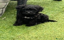 Cavapoo dogs for sale: Ready now Cavapoo puppies for sale  - Image 22