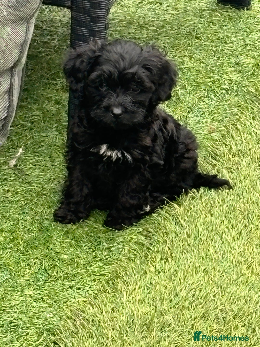 Cavapoo dogs for sale: Ready now Cavapoo puppies for sale  - Image 22