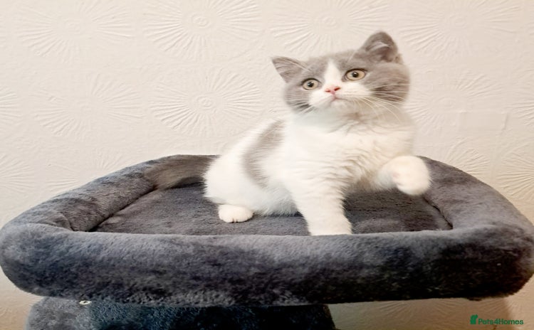 British Shorthair cats - Advert 4