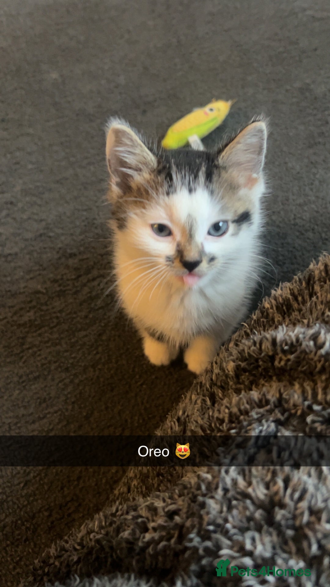 Mixed Breed cats for sale: Beautiful babies  - Image 6