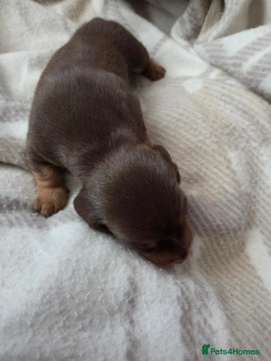 Miniature Dachshund dogs for sale: 2 Choc and Tan female Miniature Dauschunds KC Reg - Advert 10
