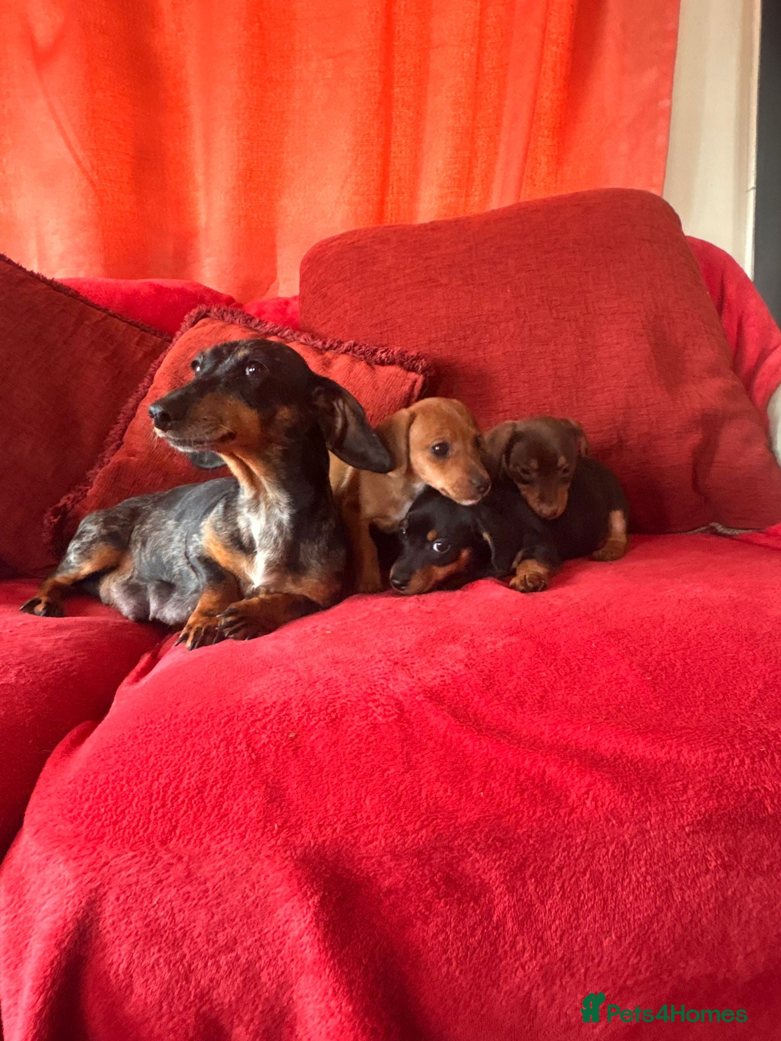 Jackshund dogs Daxijacks - Advert 2