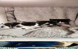 British Shorthair cats for sale: Beautiful black and white kittens - Image 13
