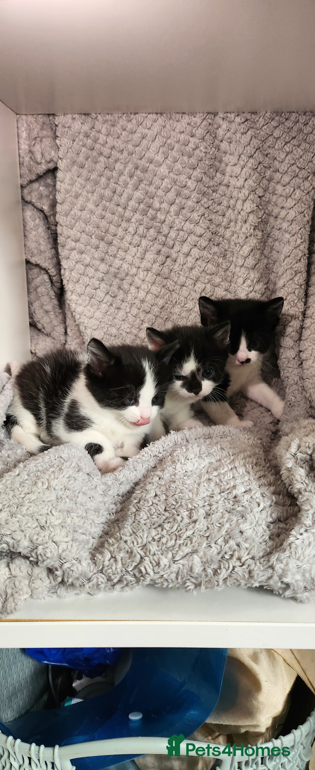 British Shorthair cats for sale: Beautiful black and white kittens - Image 13