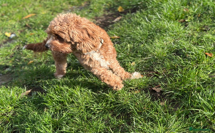 Cavapoo dogs - Advert 1