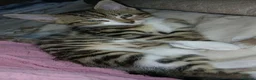 Mixed Breed cats for sale: 3 beautiful kittens - Advert 5