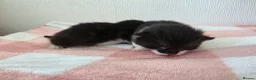 Mixed Breed cats for sale: Two beautiful black and white boy kittens - Advert 10
