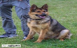 German Shepherd dogs for sale: Beautiful Working Line German Shepherd Puppies - Image 2