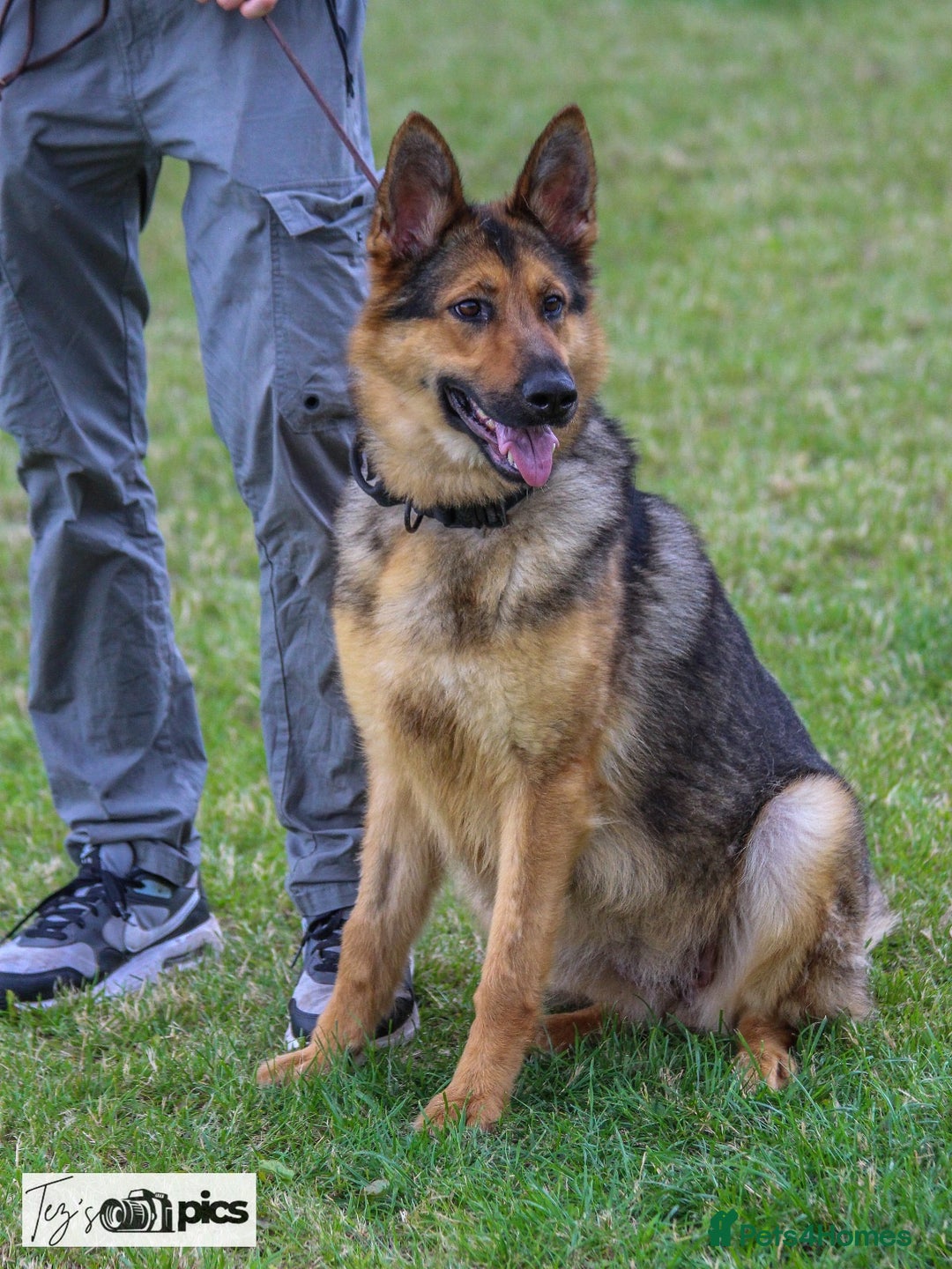 German Shepherd dogs for sale: Beautiful Working Line German Shepherd Puppies - Image 2