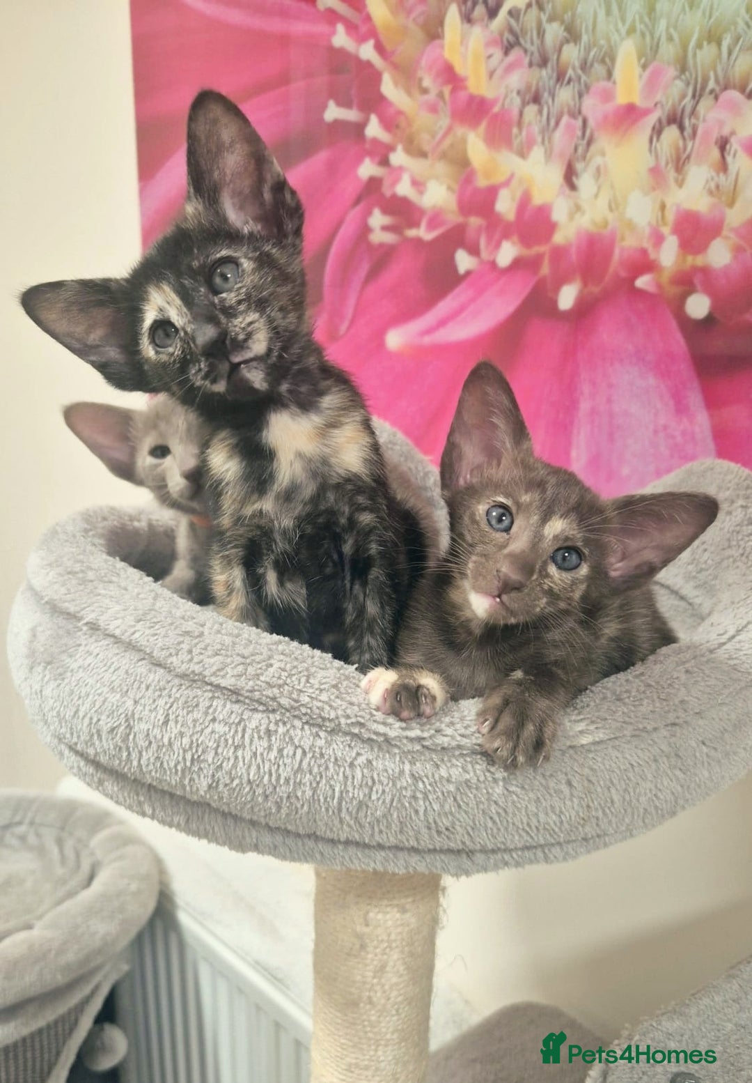 Oriental cats for sale: Oriental and Siamese Gccf registered kittens. - Image 29