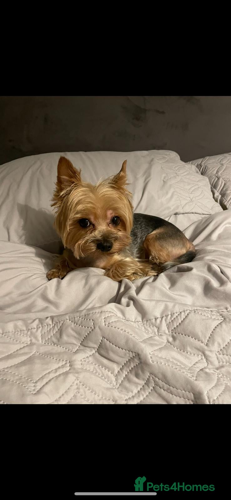 Yorkshire Terrier dogs Pablo - Advert 11