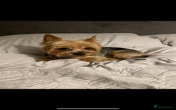 Yorkshire Terrier dogs for stud: Pablo - Image 1