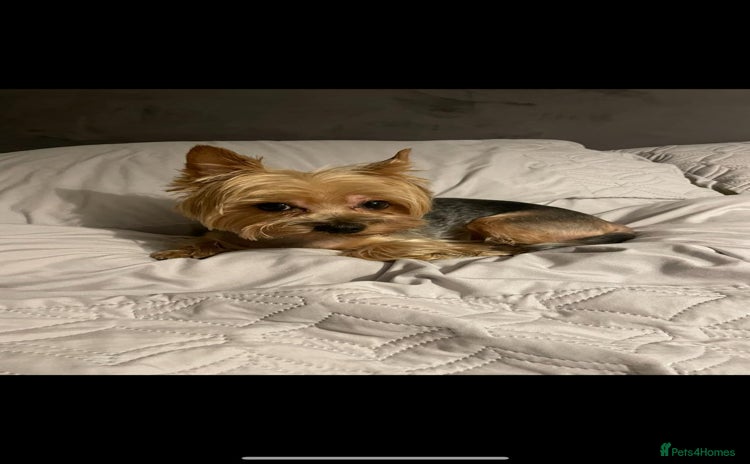 Yorkshire Terrier dogs - Advert 3