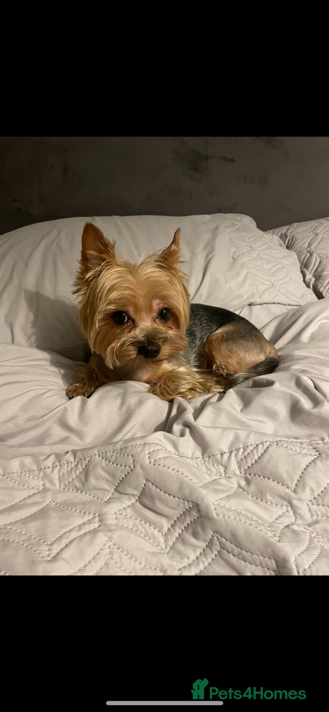 Yorkshire Terrier dogs for stud: Pablo - Image 1