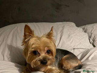 Yorkshire Terrier dogs - Advert 3