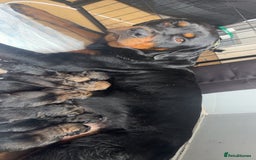 Mixed Breed dogs for sale: Rottweiler x Akita  - Image 9