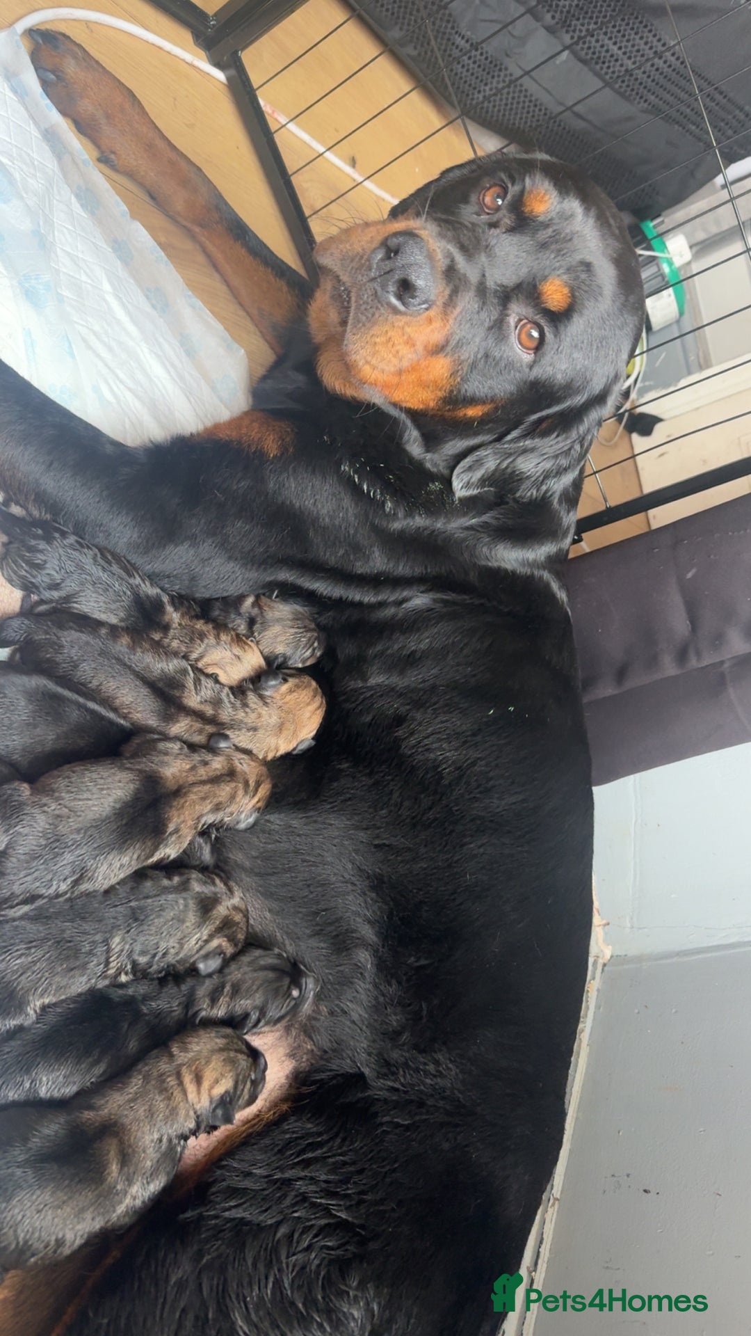 Mixed Breed dogs for sale: Rottweiler x Akita  - Image 9