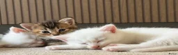 Mixed Breed cats for sale: 3 beautiful kittens in Bristol - Advert 14