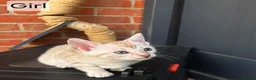 Bengal cats for sale: 🐆 Stunning Bengal Kittens – Gorgeous Rosettes - Advert 11