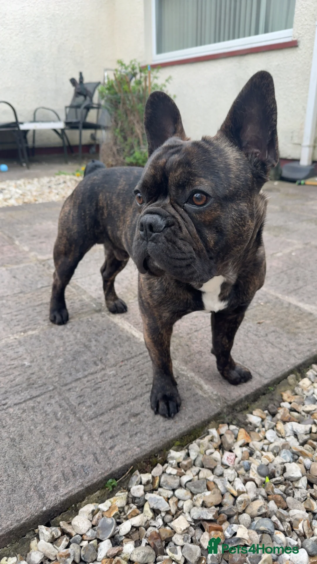 French Bulldog dogs for stud: French bull dog for stud  - Advert 2