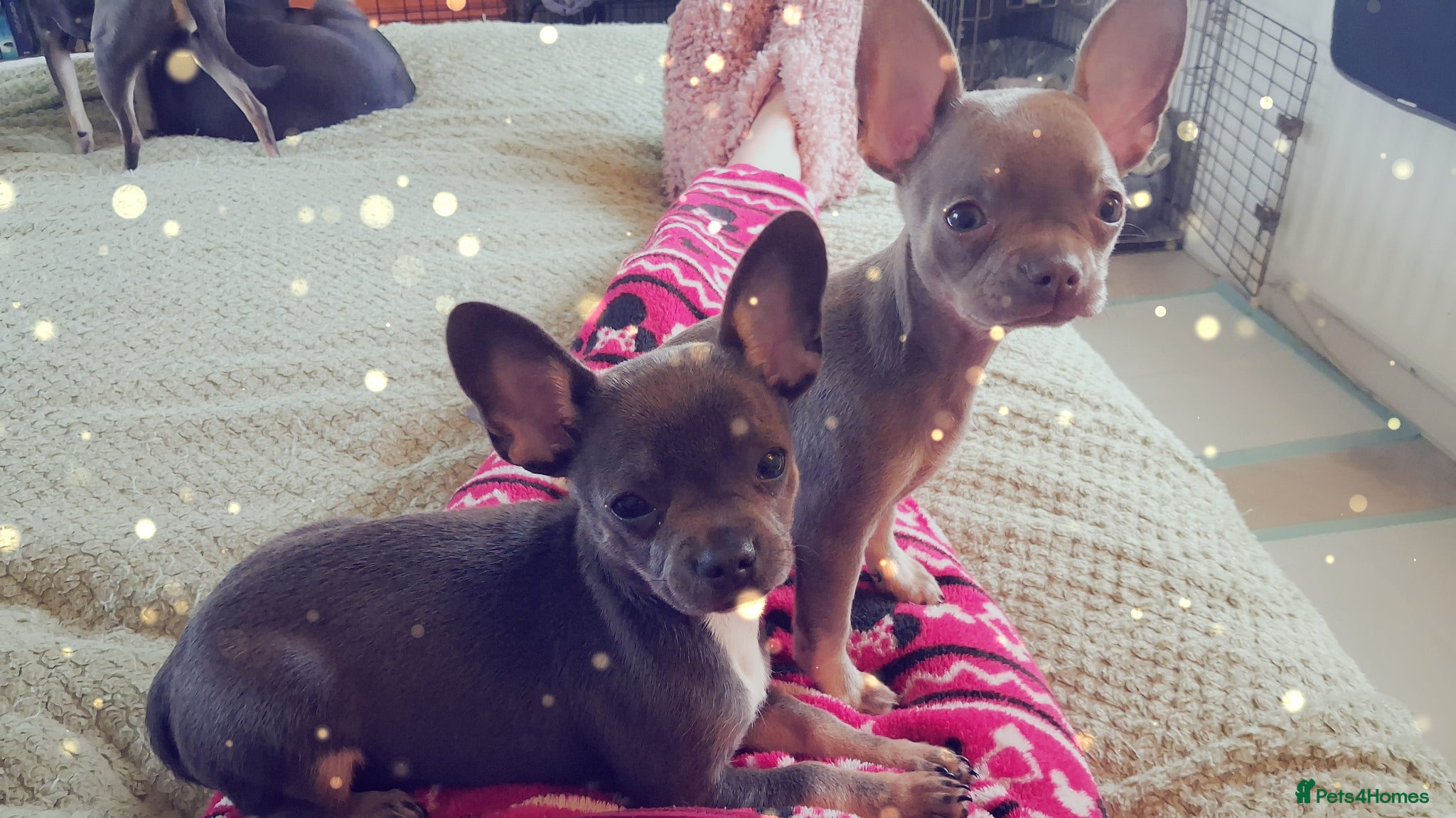 Mixed Breed dogs Frenchie x Chihuahua pups x 2 - Advert 14